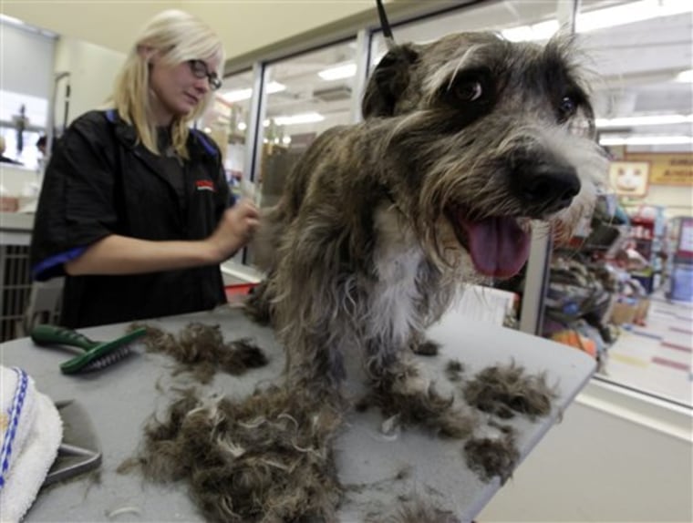 This Saturday, June 11, 2011 photo shows animal groomer Ana Sondall as she gives her client Bodie a summer cut at Petco in the Van Nuys section of Los Angeles. A dog's coat is like insulation, warding off cold in the winter and heat in the summer. Trim, but don't give your dog a crew cut or such a close shave that it takes away that protection. Dogs can get sunburn and skin cancer, so never cut fur shorter than an inch.    (AP Photo/Richard Vogel)